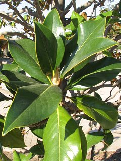 Magnolia wielkokwiatowa - liście