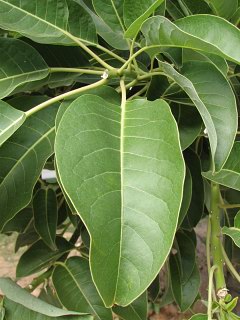 Szkarłatka ombu - liście