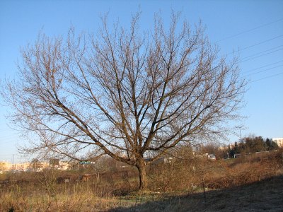Klon jesionolistny
