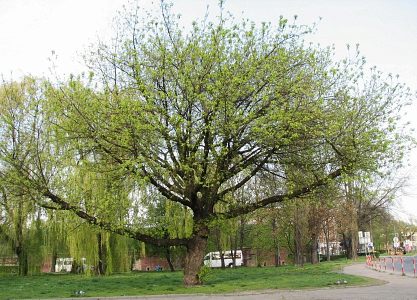 Klon jesionolistny