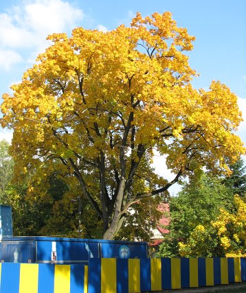 Klon zwyczajny