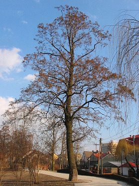 Olsza czarna