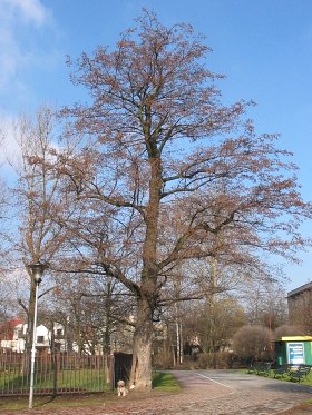 Olsza czarna