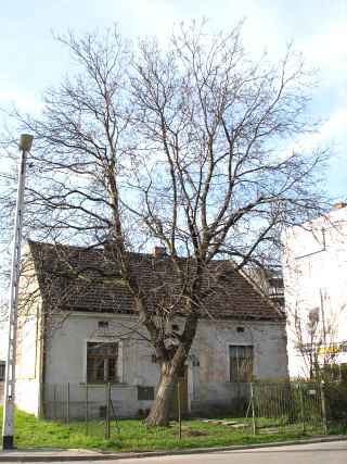 Orzech woski
