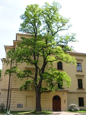 Robinia akacjowa