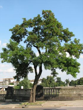 Robinia akacjowa