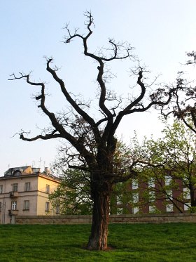 Robinia akacjowa