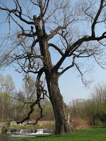 Topola czarna w Bielsku Biaej
