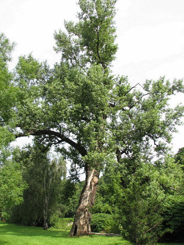 Topola czarna w Bielsku Biaej