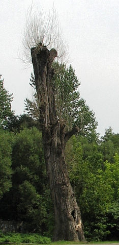 Topola czarna w Bielsku Biaej