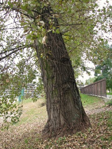 Topola czarna