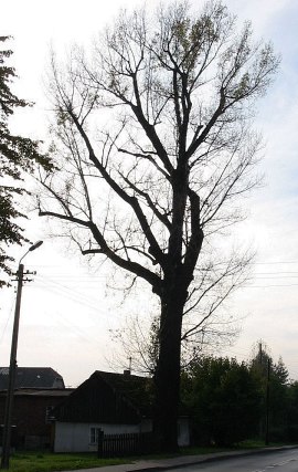 Topola kanadyjska