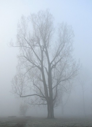 Topola kanadyjska