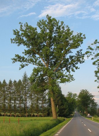 Topola kanadyjska