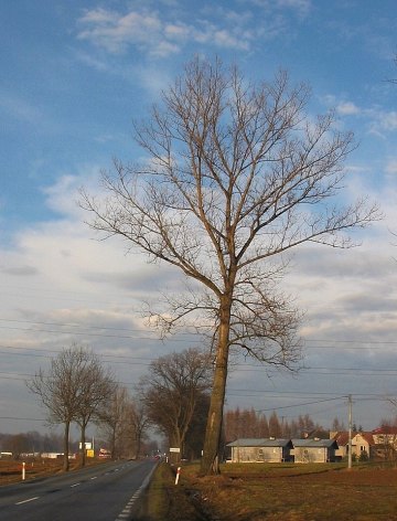 Topola kanadyjska