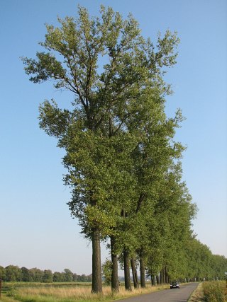 Topola kanadyjska