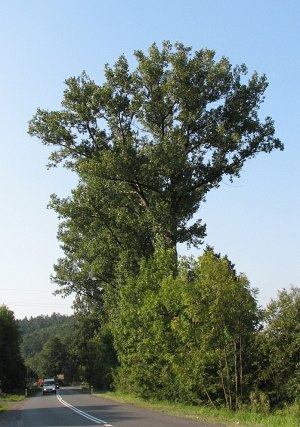 Topola kanadyjska