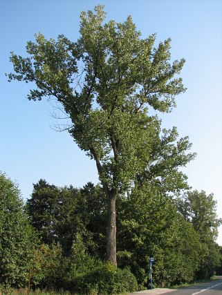 Topola kanadyjska