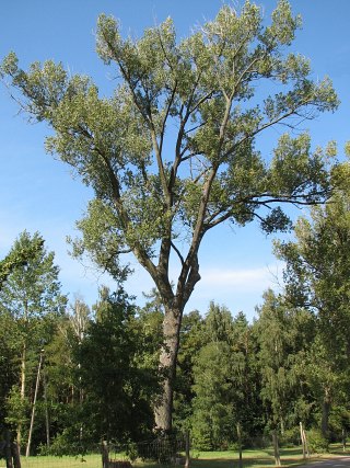 Topola kanadyjska