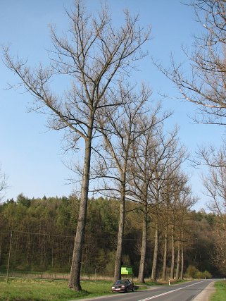 Topola kanadyjska