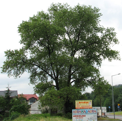 Topola czarna