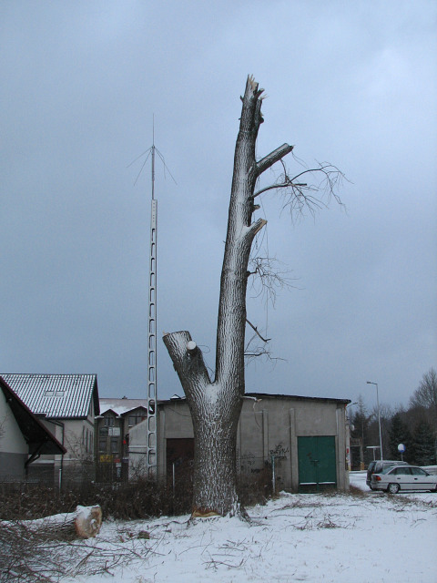 Topola czarna