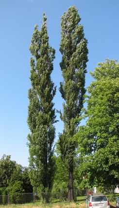 Topola woska