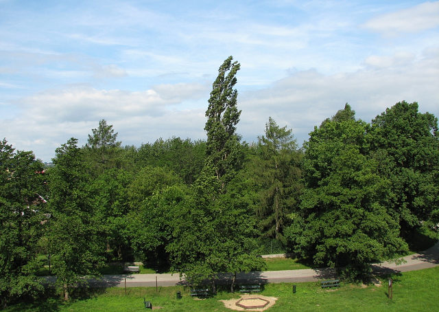 Moja topola woska