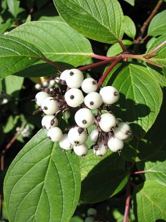 Owoce derenia biaego