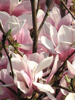 Magnolia porednia