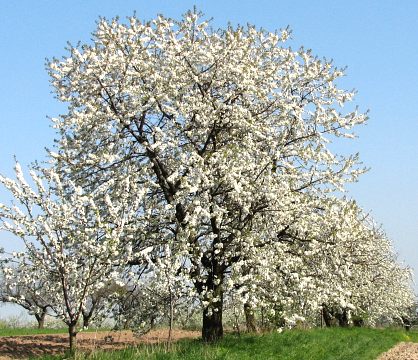 Kwiaty wini ptasiej