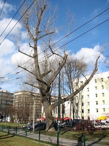 Topola kanadyjska przy 3 Maja 5