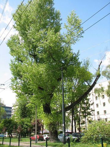 Topola kanadyjska przy 3 Maja 5