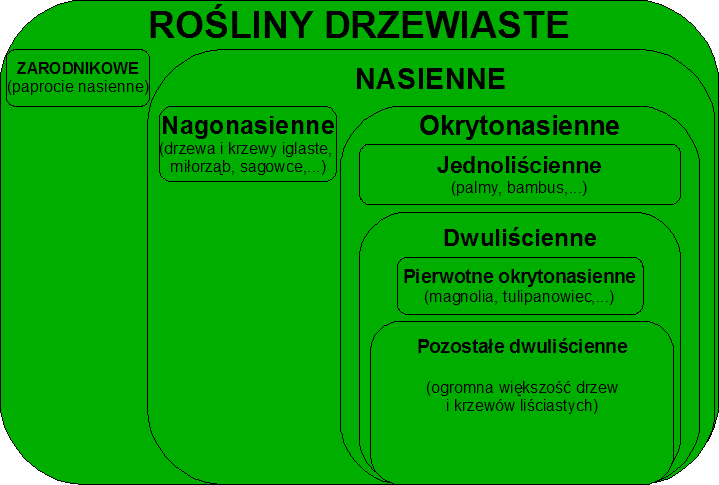 Roliny drzewiaste