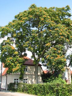 Boodrzew gruczokowaty - pokrj