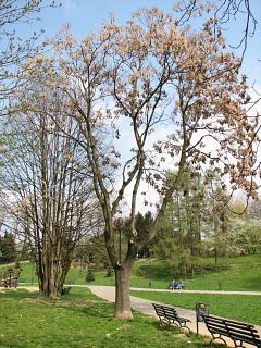 Boodrzew gruczokowaty - pokrj