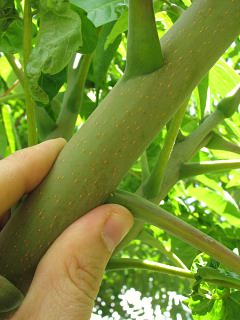 Boodrzew gruczokowaty - pdy