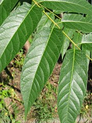 Boodrzew gruczokowaty - listki