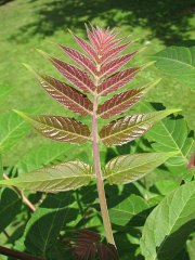 Boodrzew gruczokowaty - listki