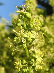 Boodrzew gruczokowaty - kwiaty