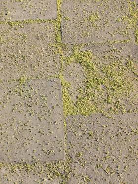 Boodrzew gruczokowaty - kwiaty