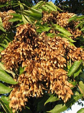 Boodrzew gruczokowaty - dojrzae owoce