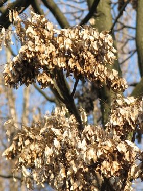 Boodrzew gruczokowaty - dojrzae owoce