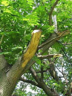 Zamany pie boodrzewu guczokowatego