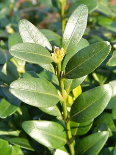 Licie bukszpanu wieczniezielonego