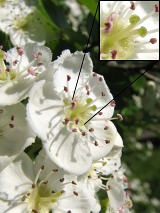 Gg dwuszyjkowy - kwiaty