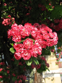 Gg dwuszyjkowy - kwiaty formy ozdobnej Paul's Scarlet
