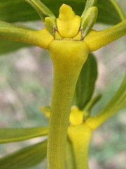 Jemioa pospolita - pdy