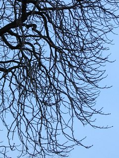 Gste, grube gazie kasztanowca zwyczajnego