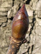 Pki kasztanowca zwyczajnego